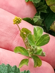 Medicago lupulina