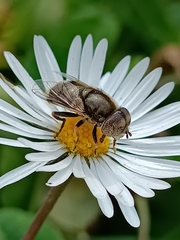 Eristalinus aeneus