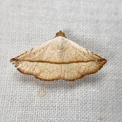 Eublemma perversicolor