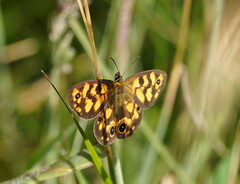 Heteronympha cordace