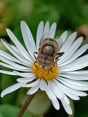 Eristalinus aeneus