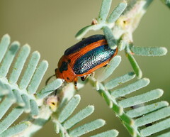 Calomela curtisi