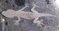 Hemidactylus parvimaculatus