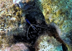 Ancylomenes pedersoni