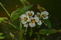 Sagittaria montevidensis