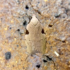 Zonopetala quadripustulella