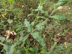 Cistus