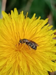 Lasioglossum marginatum