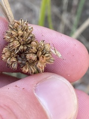 Juncus vaginatus