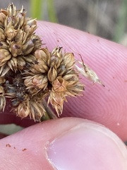 Juncus vaginatus