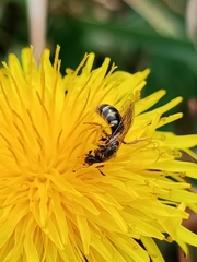 Lasioglossum marginatum