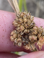 Juncus vaginatus