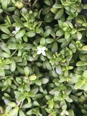 Galium antarcticum