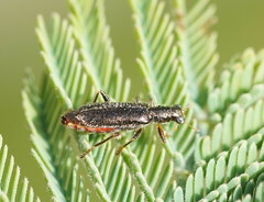 Lemidia