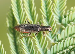 Lemidia