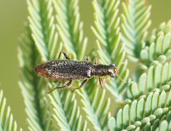 Lemidia