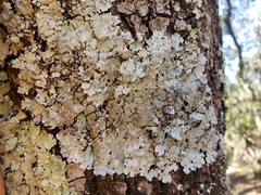 Parmelina tiliacea