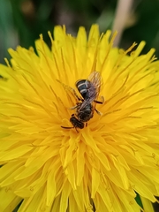 Lasioglossum marginatum