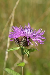 Centaurea phrygia phrygia