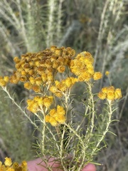 Chrysocephalum semipapposum