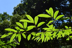 Erythroxylum sinense
