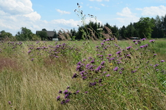 Centaurea phrygia phrygia