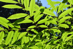 Erythroxylum sinense