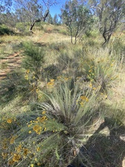 Chrysocephalum semipapposum