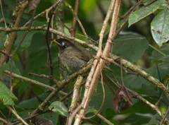 Bolemoreus frenatus