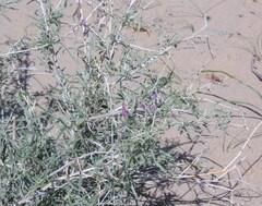 Astragalus brachypus