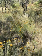 Chrysocephalum semipapposum