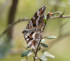 Chrysolarentia persimilis