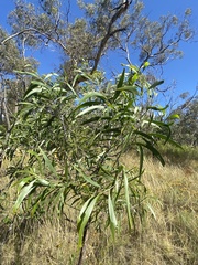 Acacia implexa