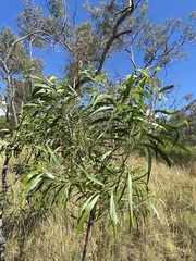 Acacia implexa