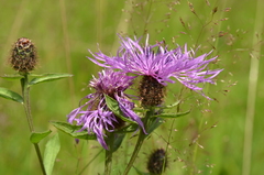 Centaurea phrygia phrygia