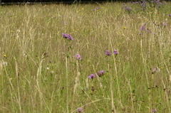 Centaurea phrygia phrygia