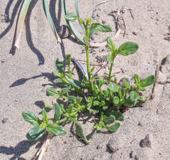 Heliotropium dasycarpum