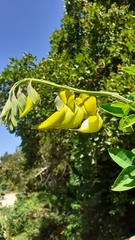 Crotalaria agatiflora