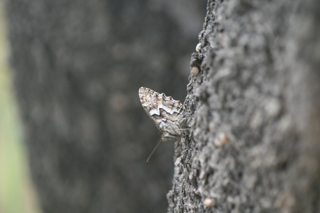 Mountain Grayling