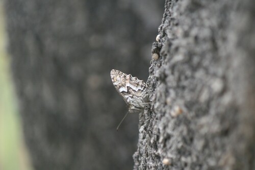 Mountain Grayling