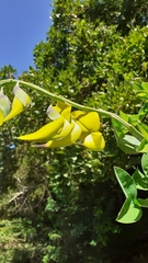 Crotalaria agatiflora