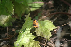 Pyronia cecilia