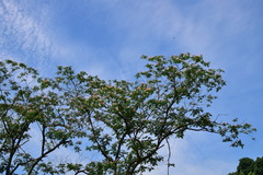 Albizia julibrissin