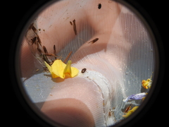 Anthrenocerus australis