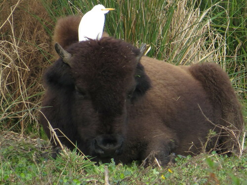 American Bison photographed in Florida