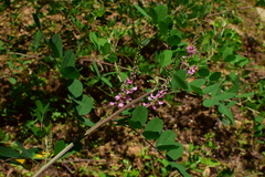 Indigofera bungeana