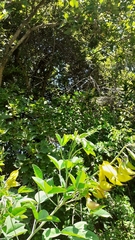 Crotalaria agatiflora