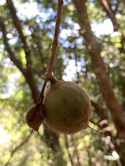 Macadamia