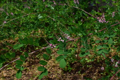 Indigofera bungeana