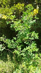 Crotalaria agatiflora